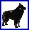 Click here for more detailed Schipperke breed information and available puppies, studs dogs, clubs and forums